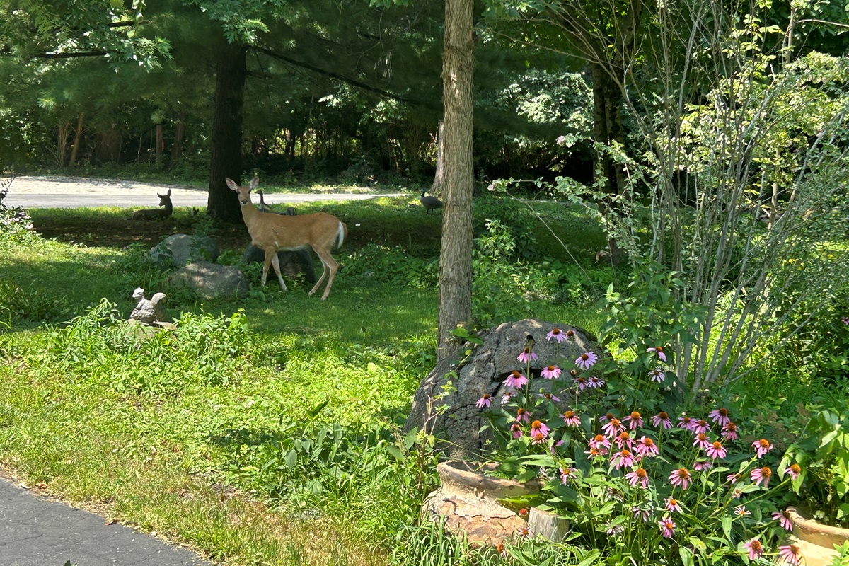 Be on the lookout for deer as they come by every day.