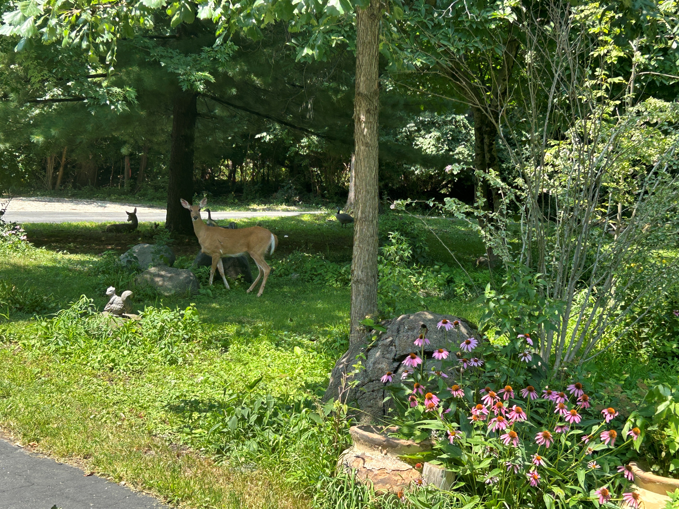Be on the lookout for deer as they come by every day.