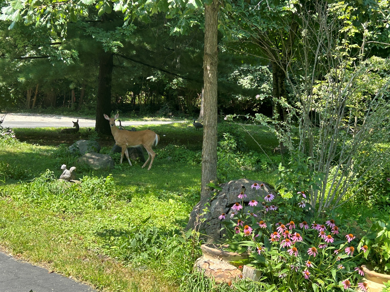 Be on the lookout for deer as they come by every day.