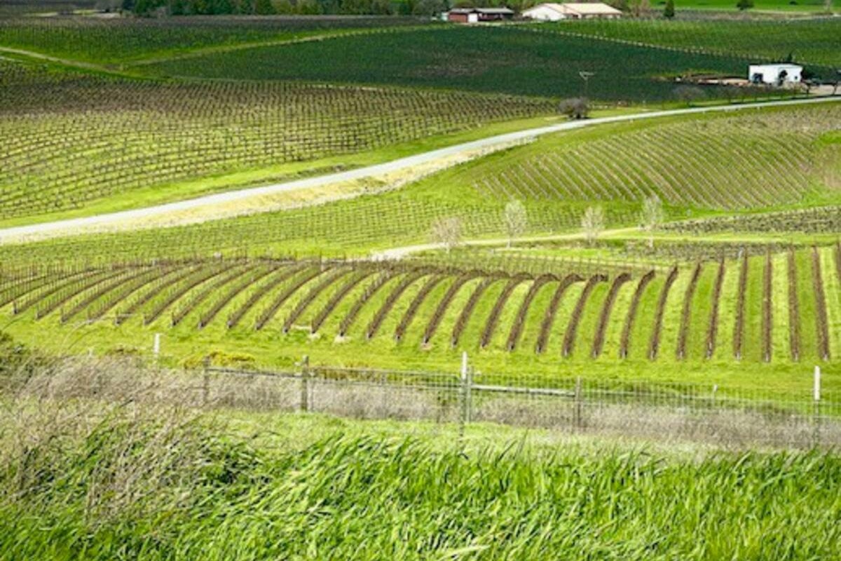 Vineyard views in Spring.