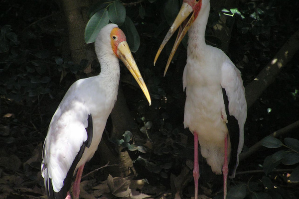 Did you hear? Dave and Kelle's guests are coming to the Zoo!