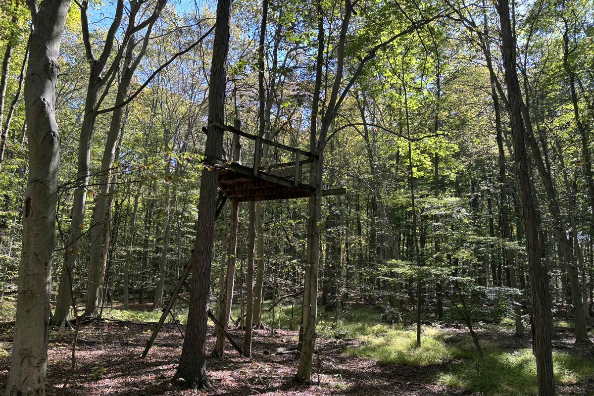A little touch of adventure waiting in the woods.