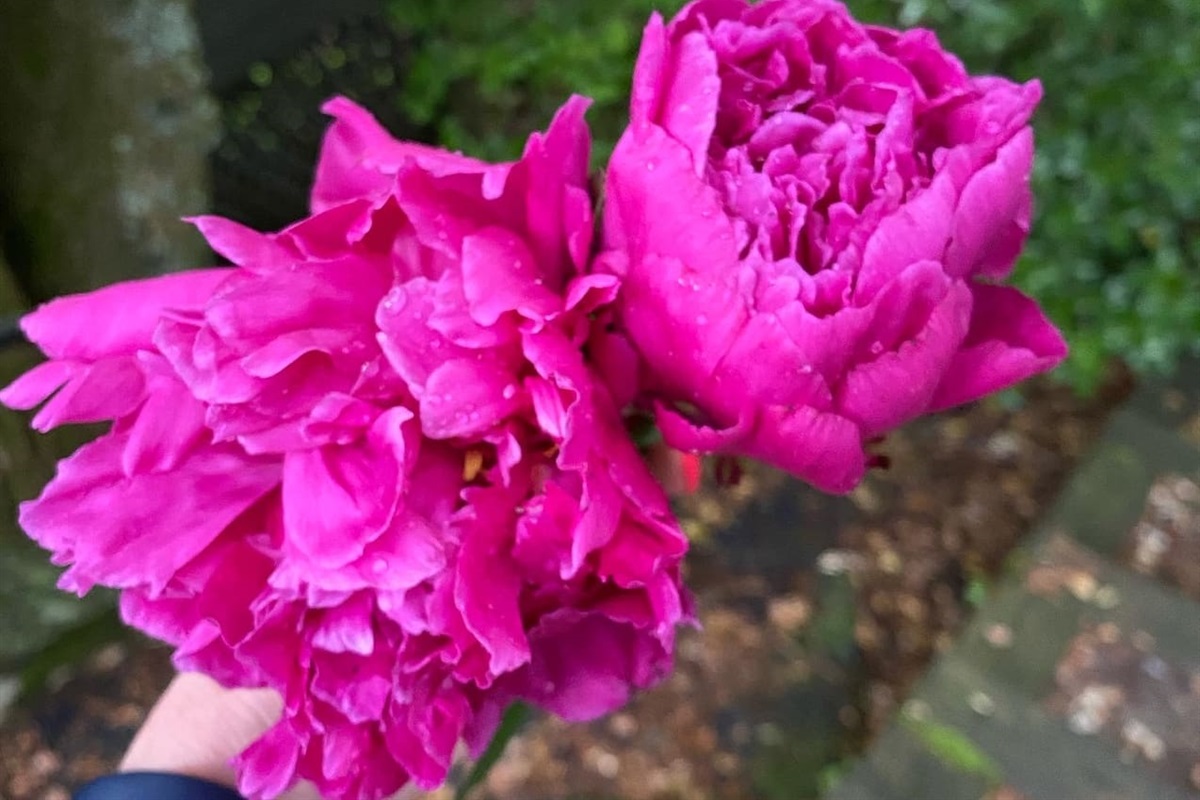Peonies!