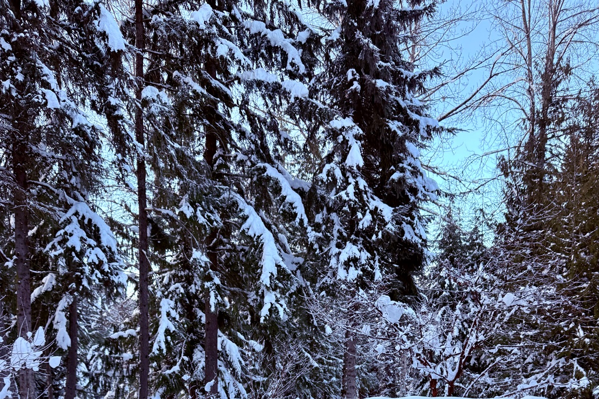Snow capped mountains and glacier fed river views frame this majestic property perched along the Fitzsimmons Creek.  Natural beauty abounds from every window and vantage point of this Skier's Plaza Ski-In Ski-Out 4BR Townhome