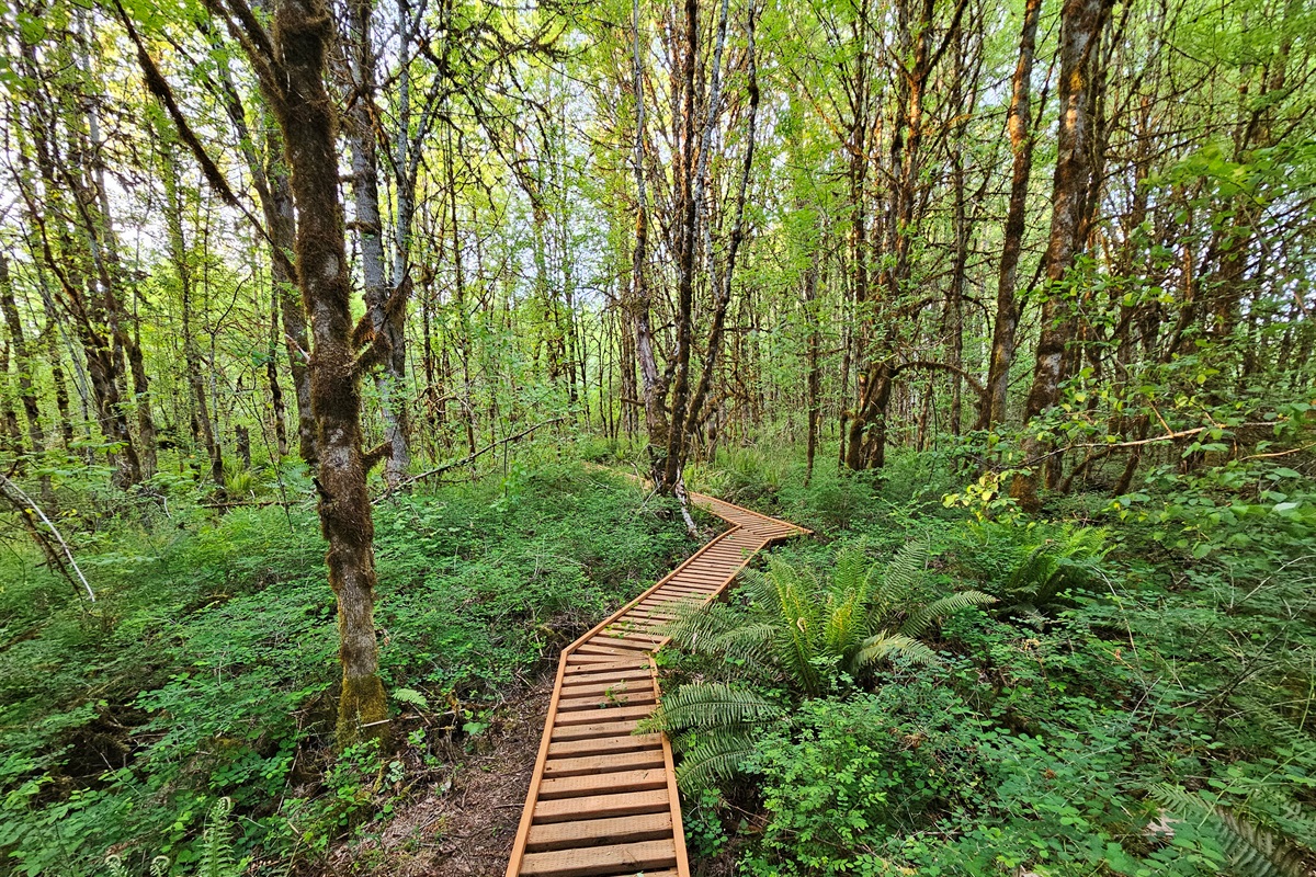 A permitted boardwalk escorts you through the wetland while protecting valuable wetland soils and the wildlife which calls them home.
