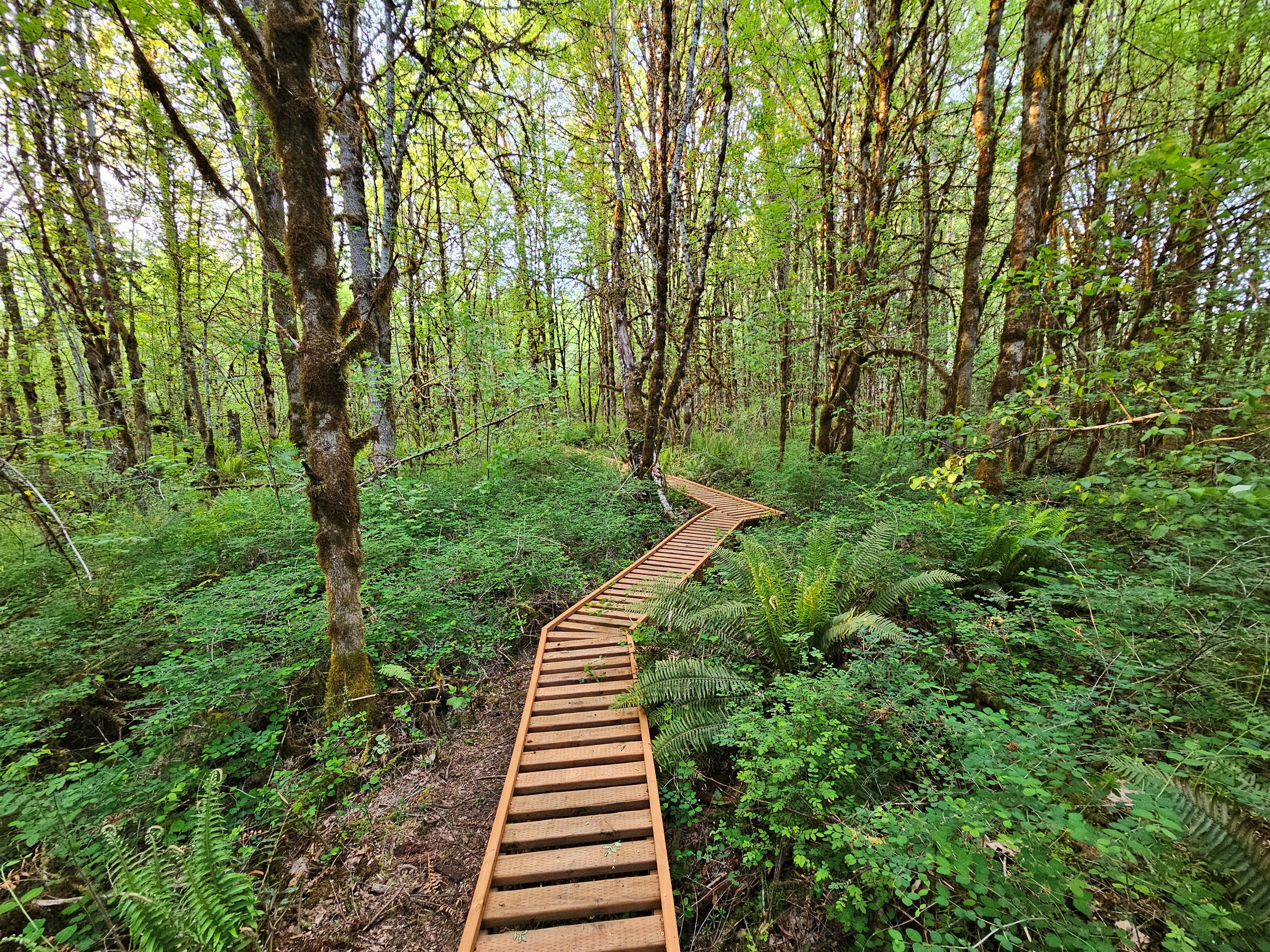 A permitted boardwalk escorts you through the wetland while protecting valuable wetland soils and the wildlife which calls them home.