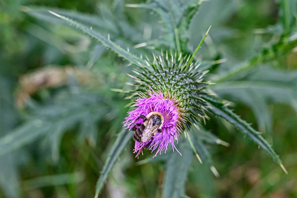 Nature is all around Raymond Ridge!
