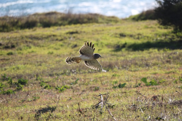 hawk in flight