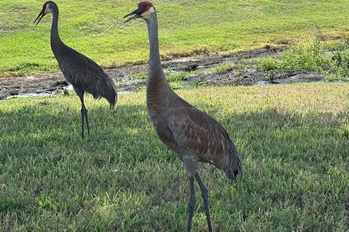 Wildlife