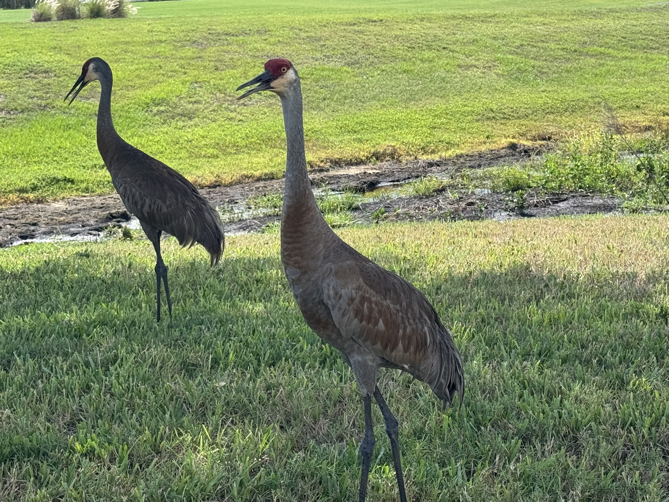 Wildlife