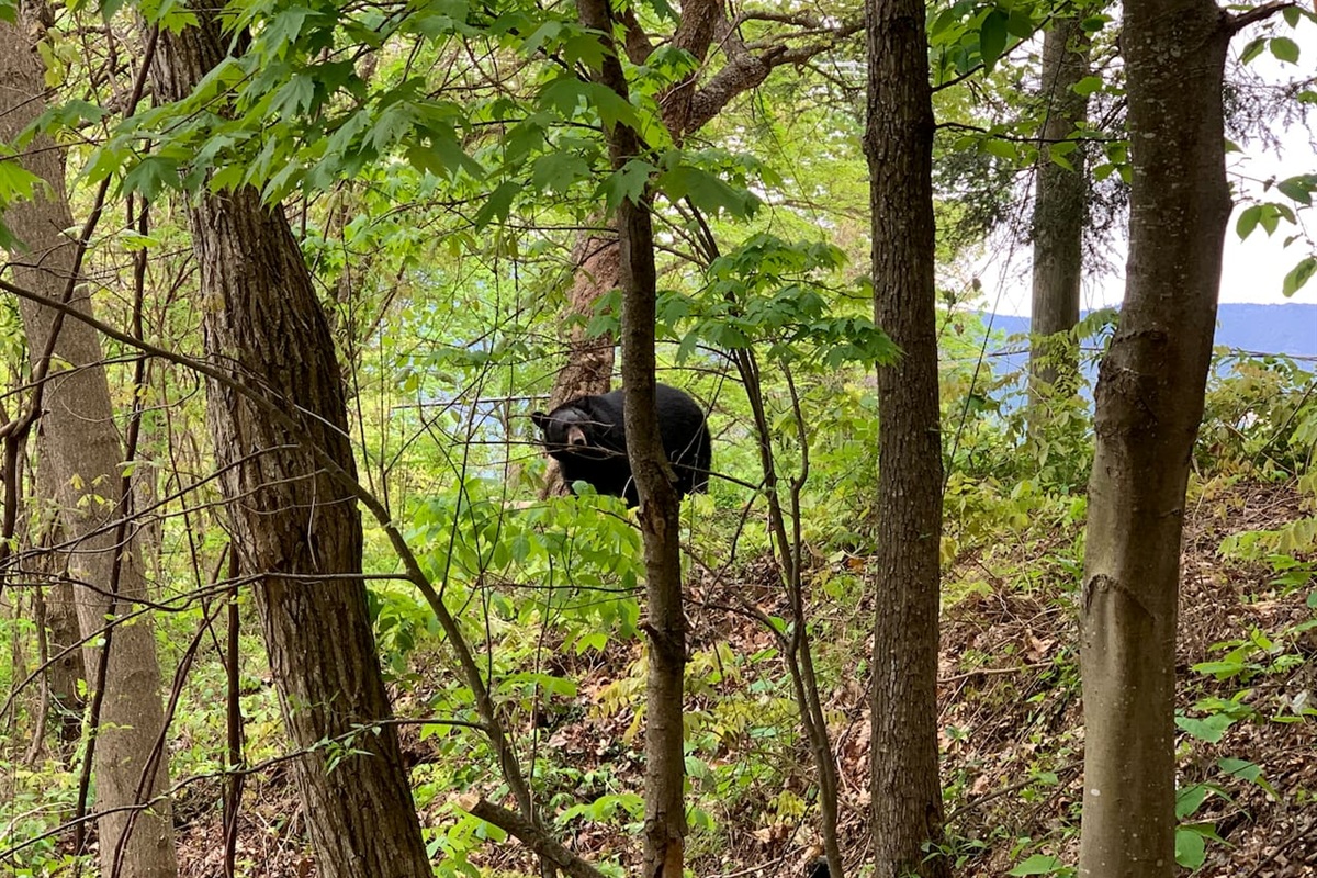 Enjoy the incredible opportunity to see black bears around our property; always follow the posted safety guidelines.
