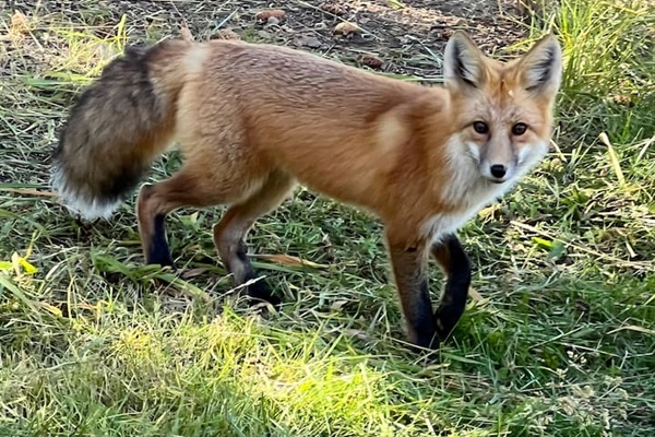 Fox visit frequently. Wildlife is everywhere!