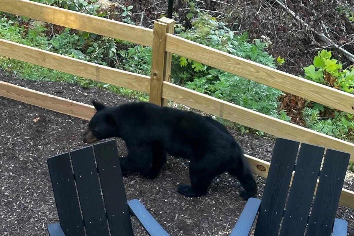 Surprise visitor just dropped by… no invite needed 🐻😎
