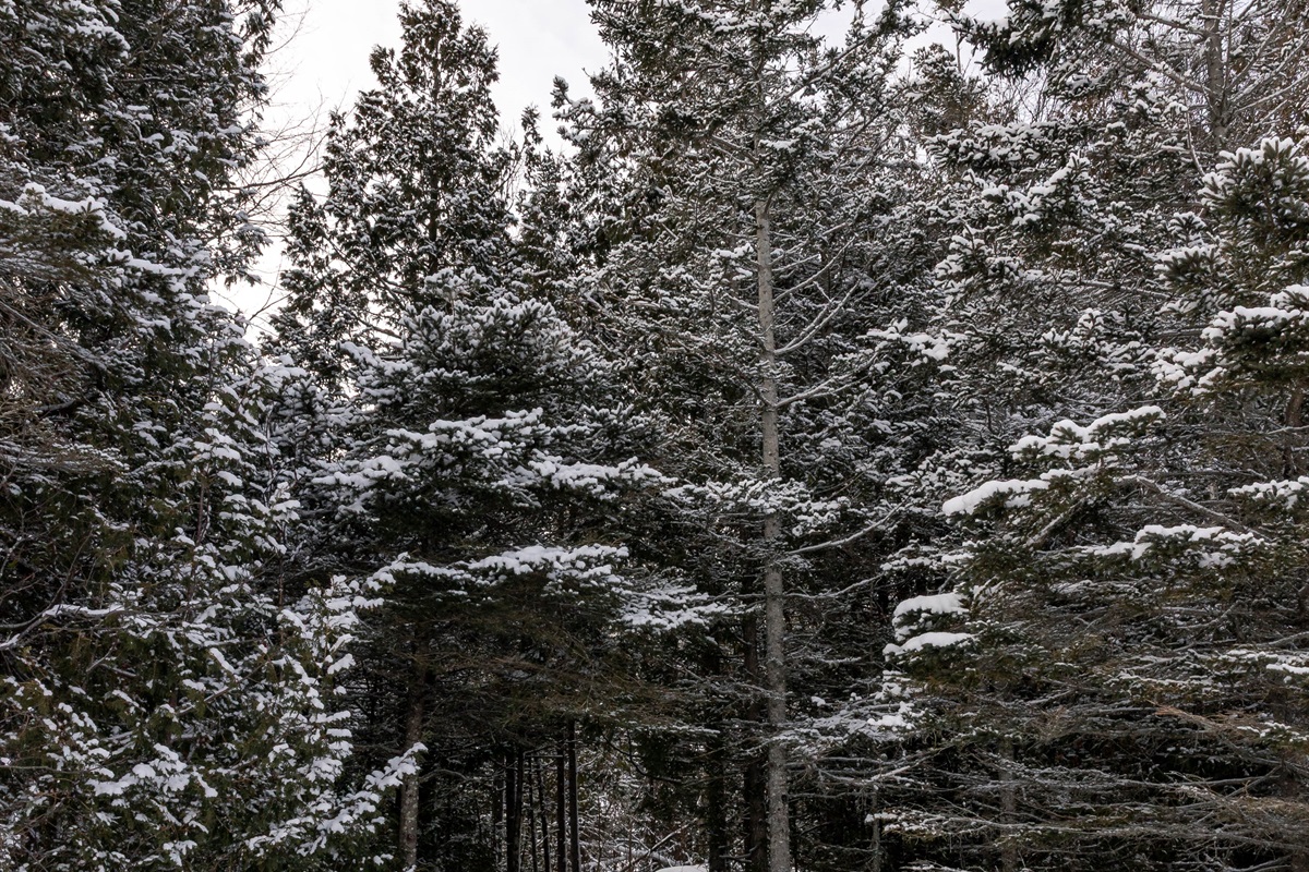 Path back to the house from the beach in the winter