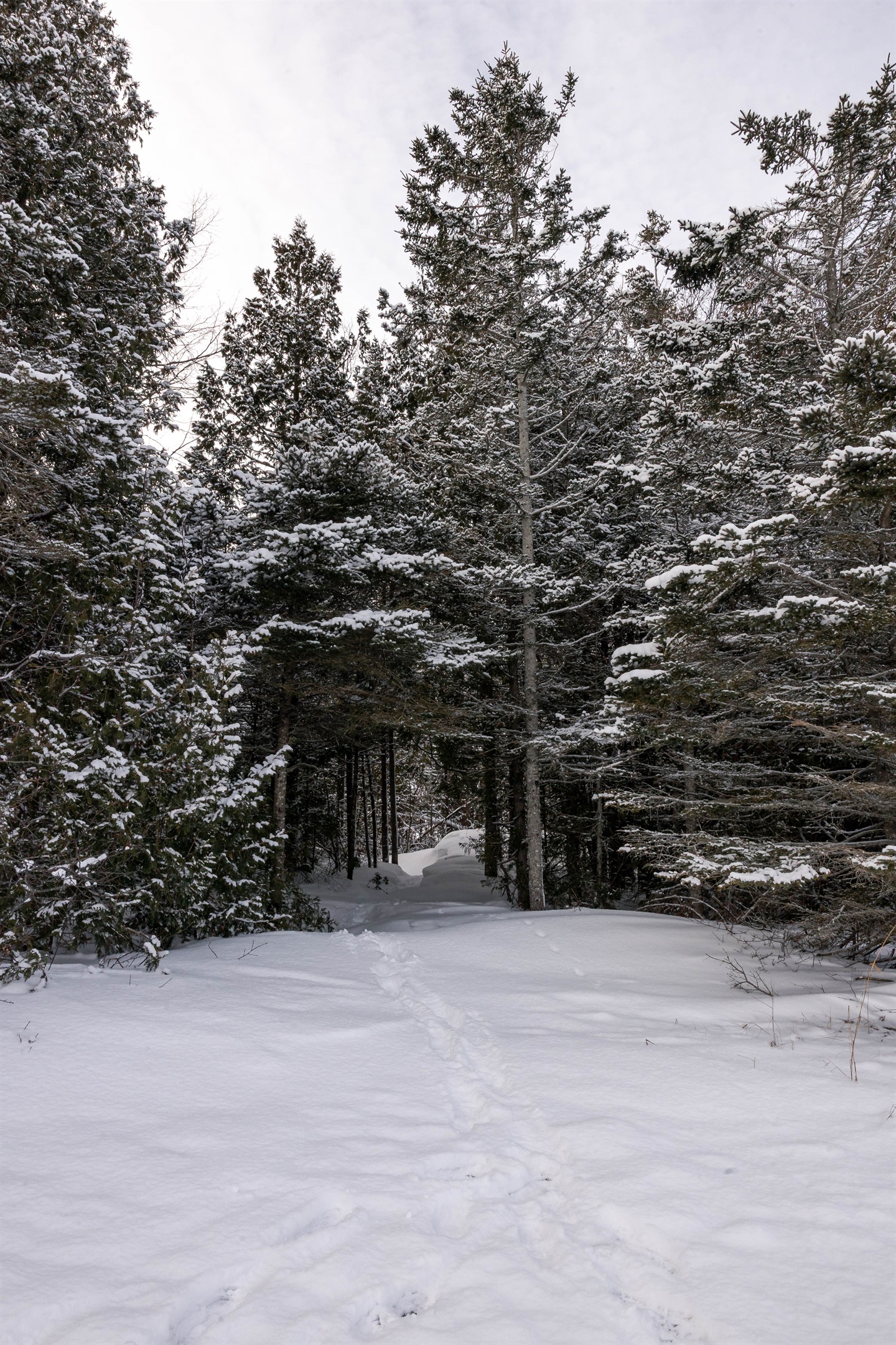 Path back to the house from the beach in the winter