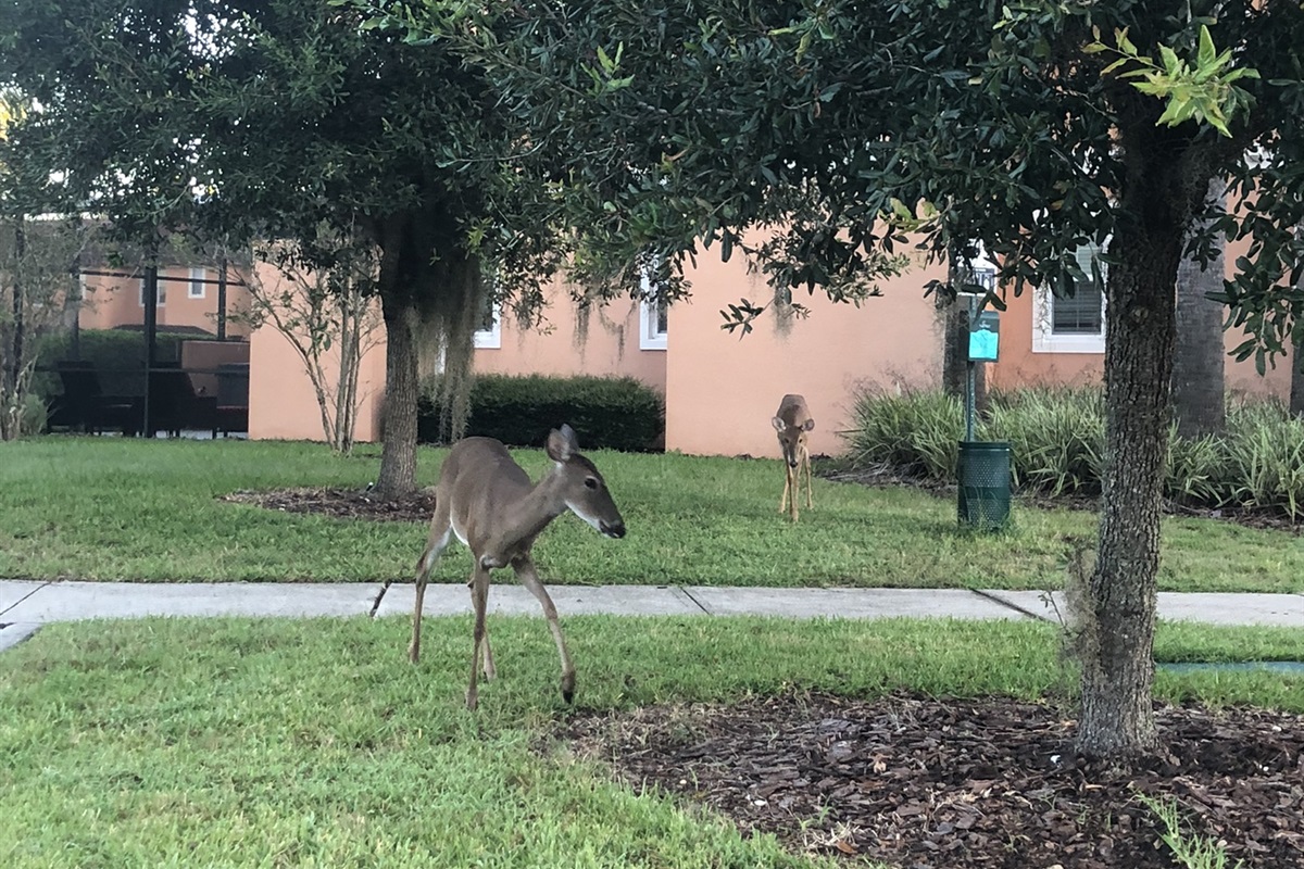 Local wildlife