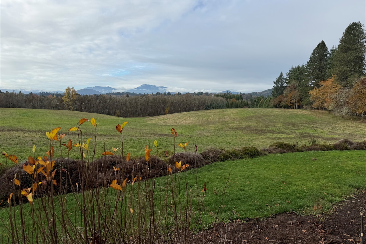 Mary's Peak in the distance