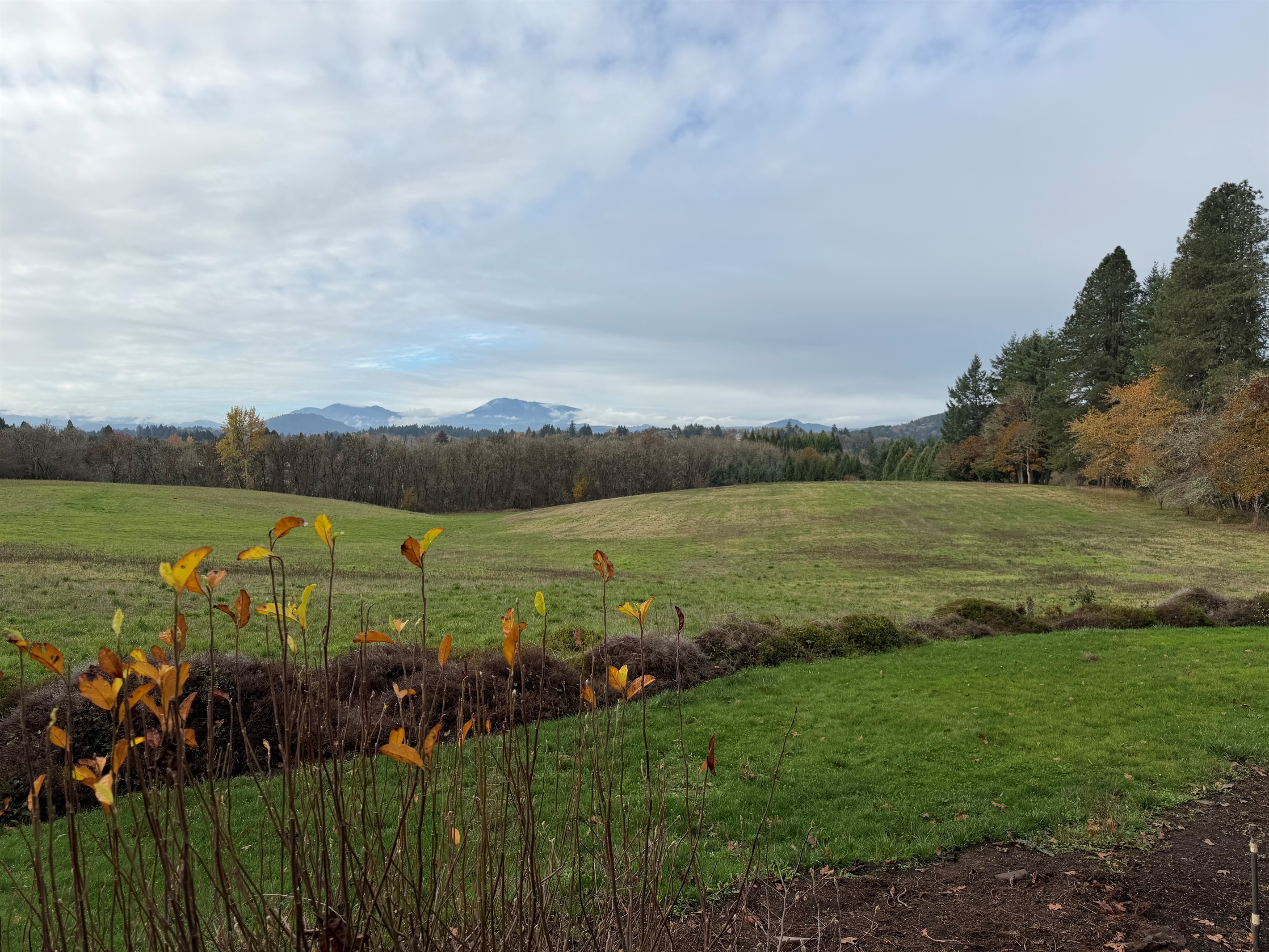 Mary's Peak in the distance