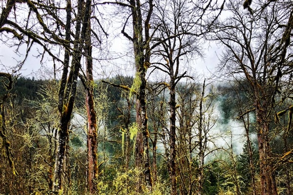 So many mossy trees to explore