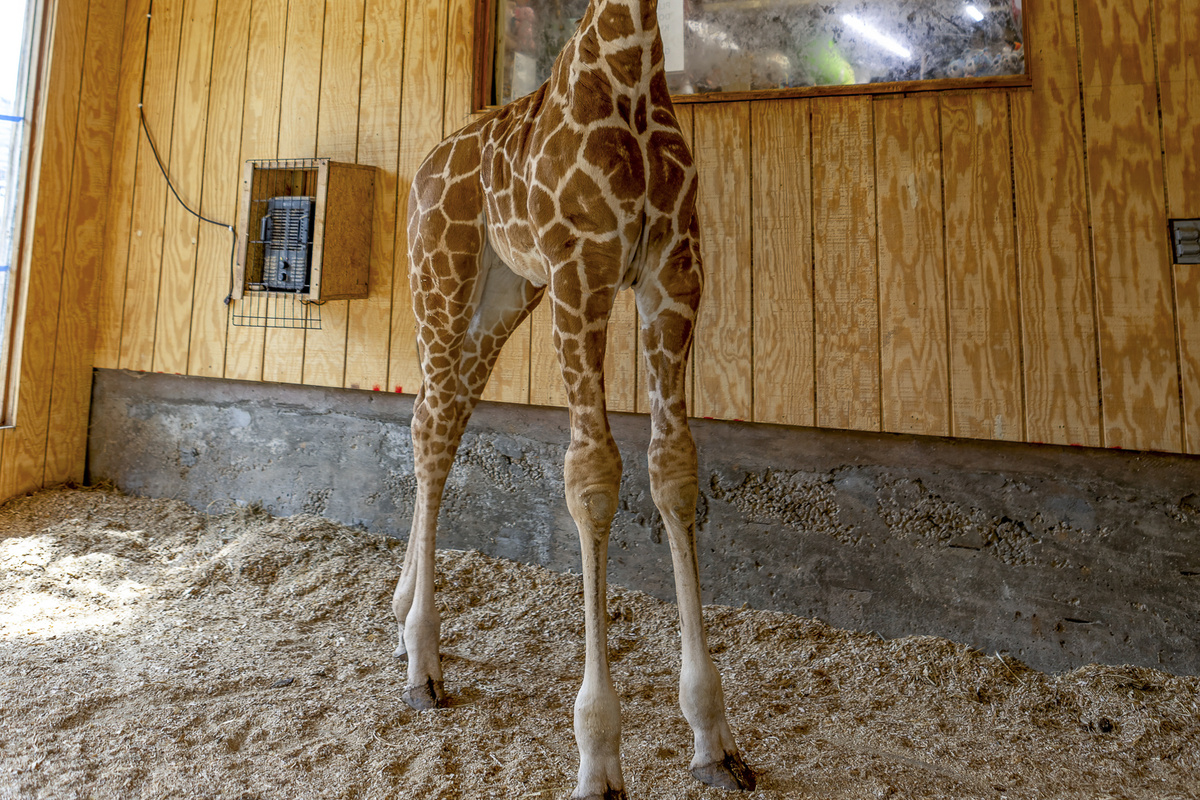 Unique Experience: Meet our friendly giraffe in a delightful barn setting! Perfect for animal lovers!