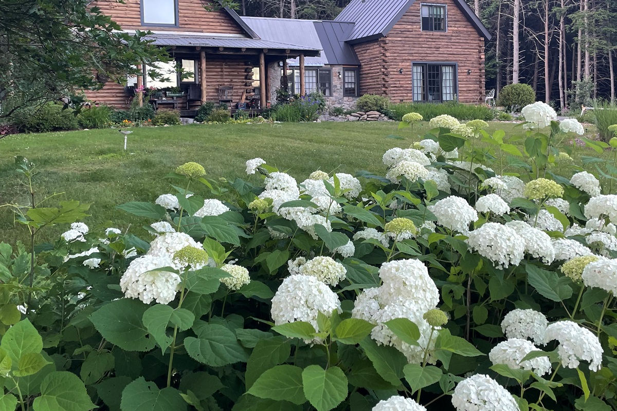 Log home with blooming hydrangeas