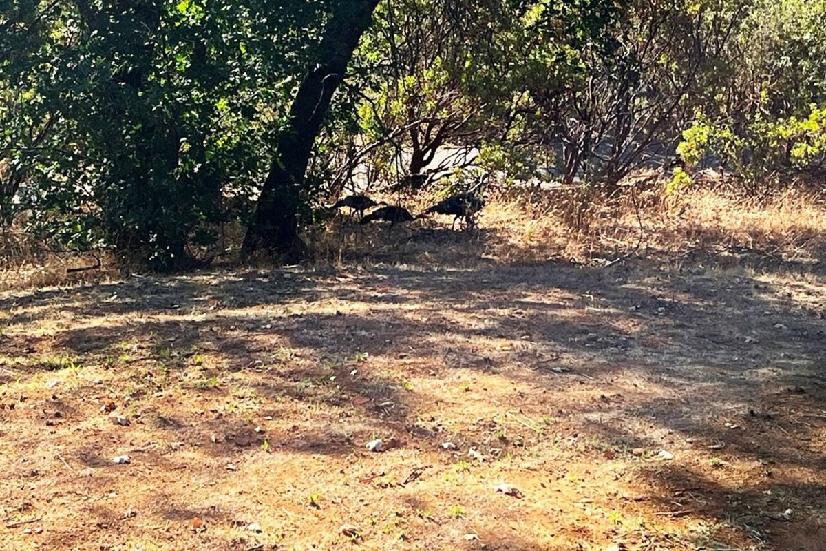 Wild turkeys also frequent our place.