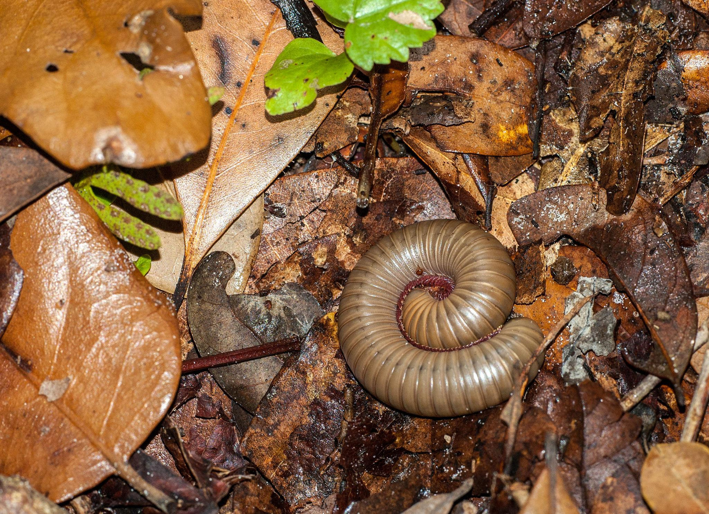 millipede