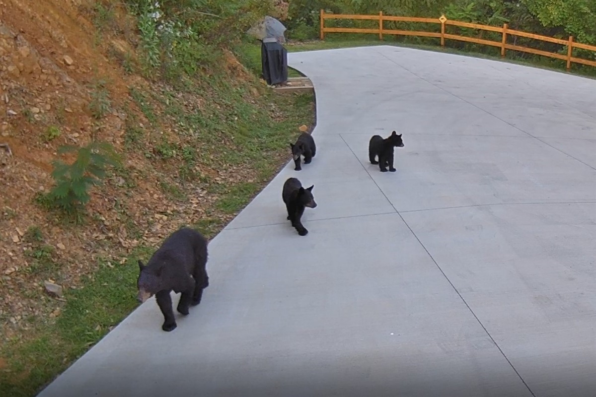 Mama bear and her cubs passing through