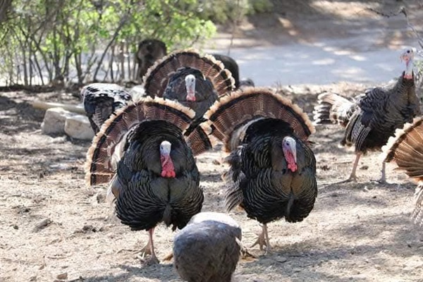Wild turkeys
