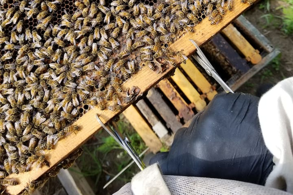 Bee Tour Picture 