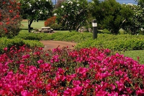 Ekolu complex has a picnic and BBQ area with a view of the Blue Golf Course