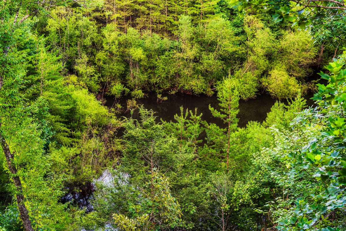Beautiful area view of natural pond behind the cabin