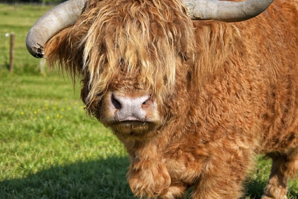 Be sure to bring a bag of red apples for Herbie the Highland bull! Save some for Chores N' Tour and hand-feed him too!