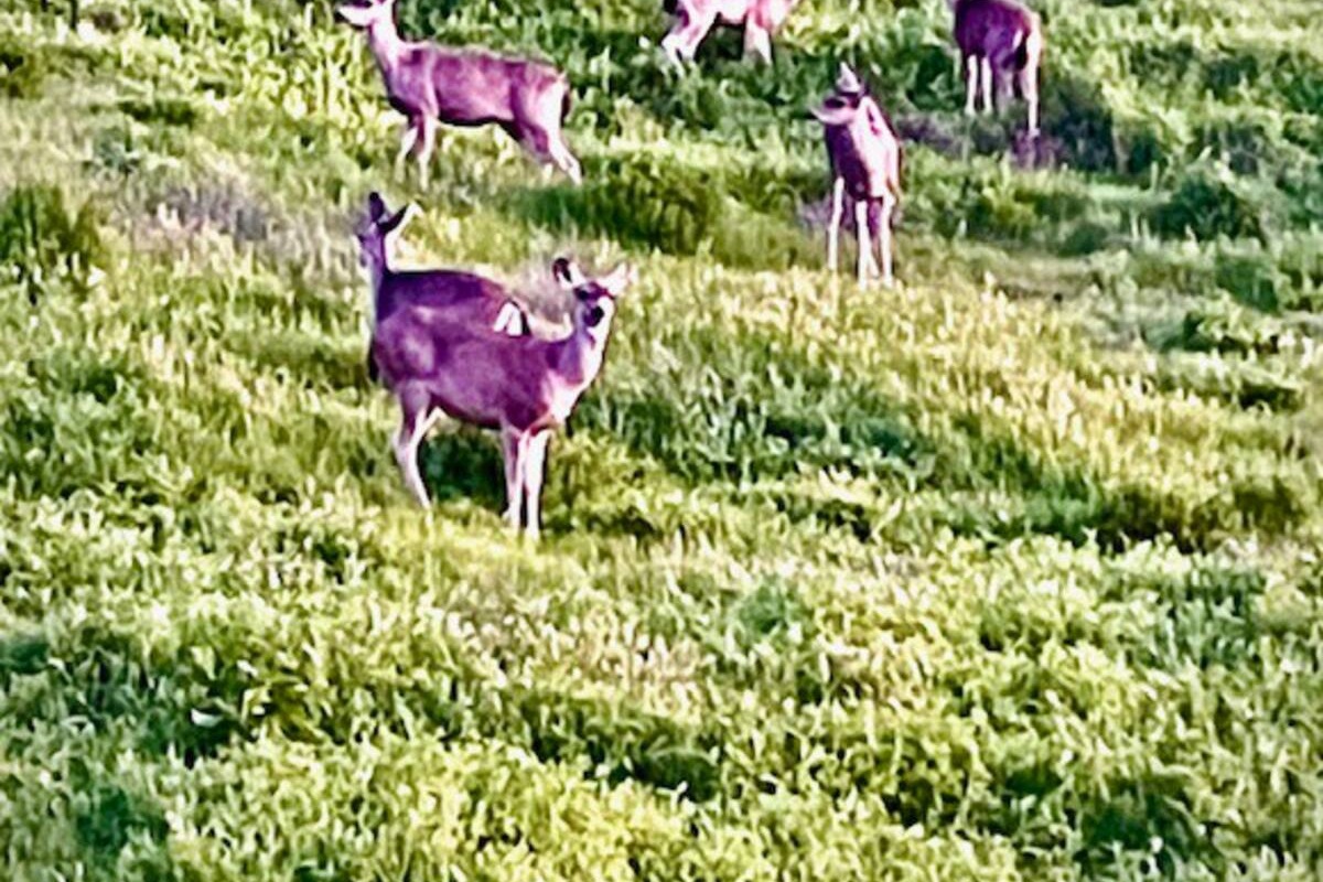 Wildlife viewing! Deer, fox, and hawks are common visitors.