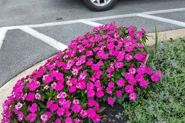 Flowers are plentiful at the resort