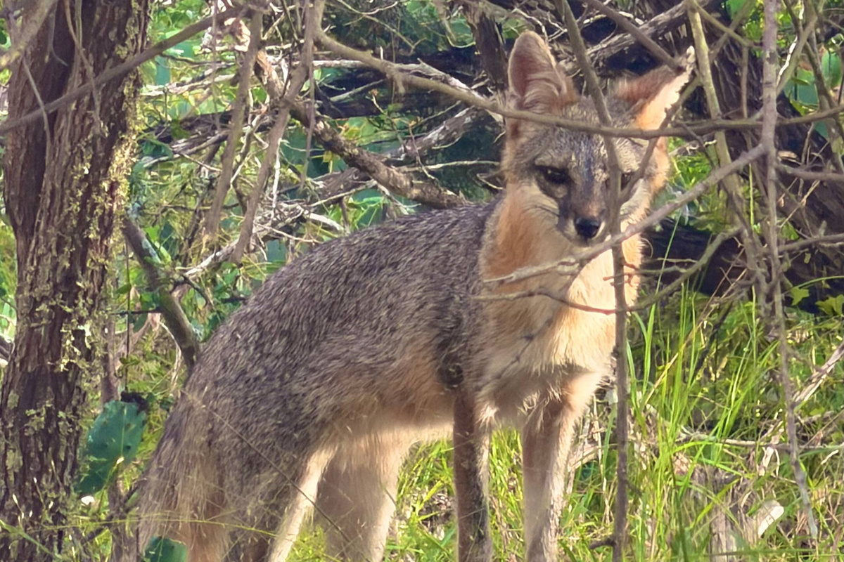 A fox visits the garden