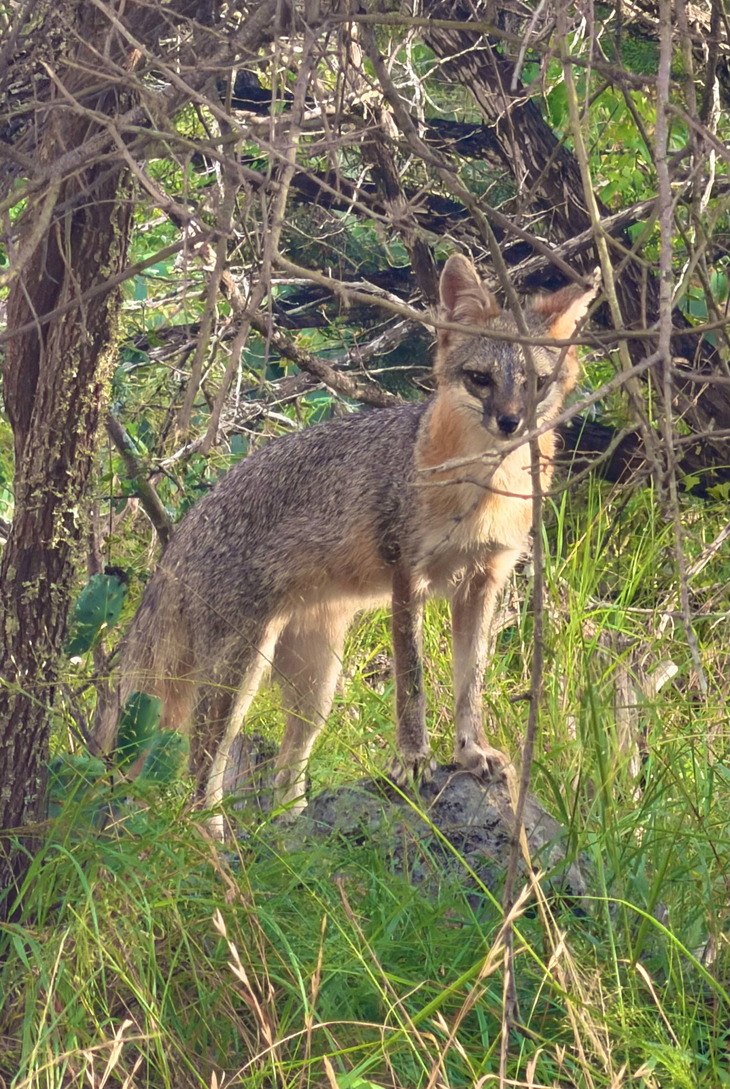 A fox visits the garden