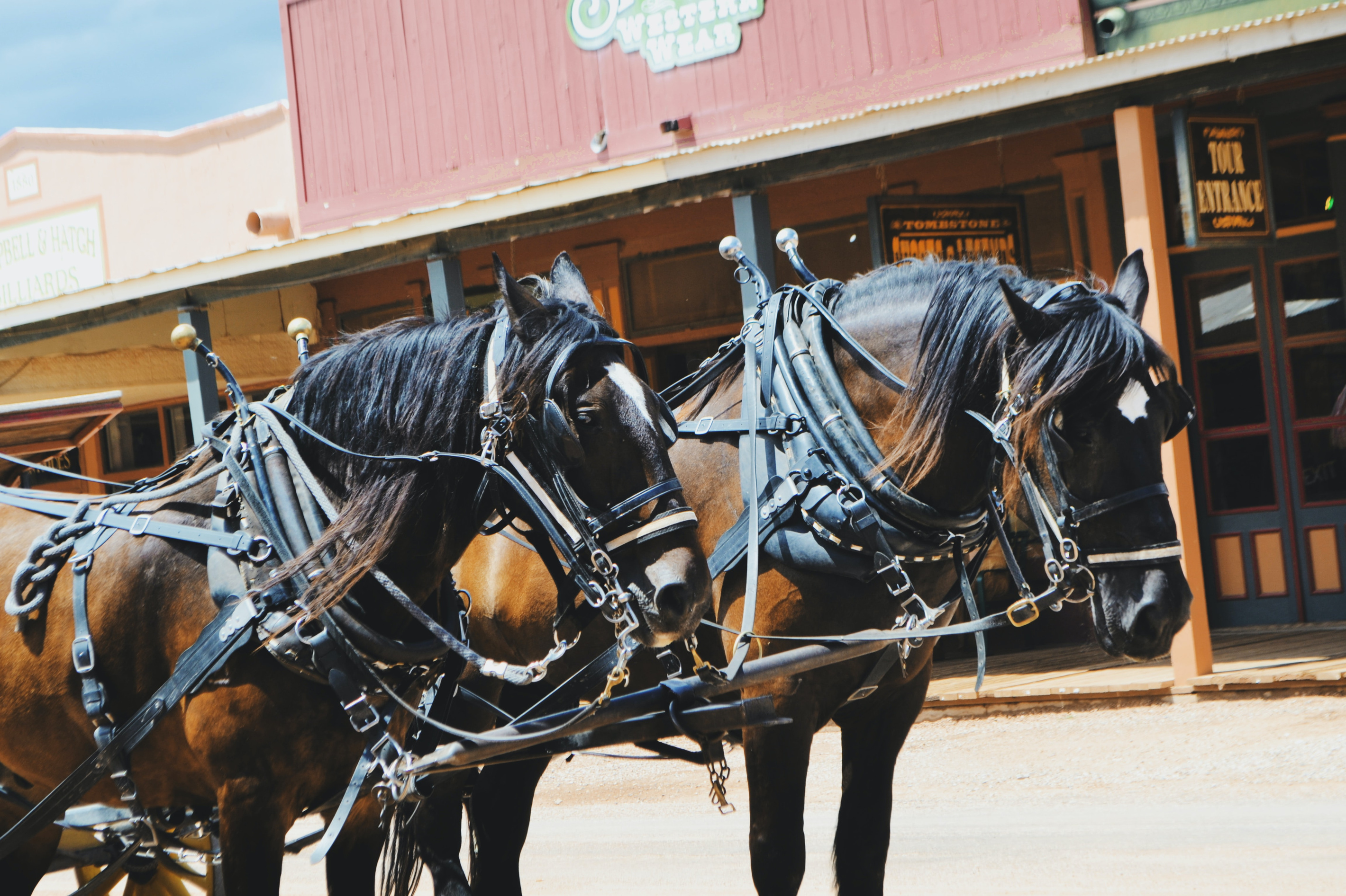 Experience Tombstone’s Western charm, where horses are part of the scenery