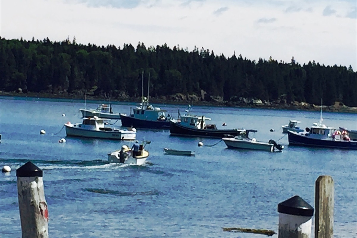 Owls Head harbor