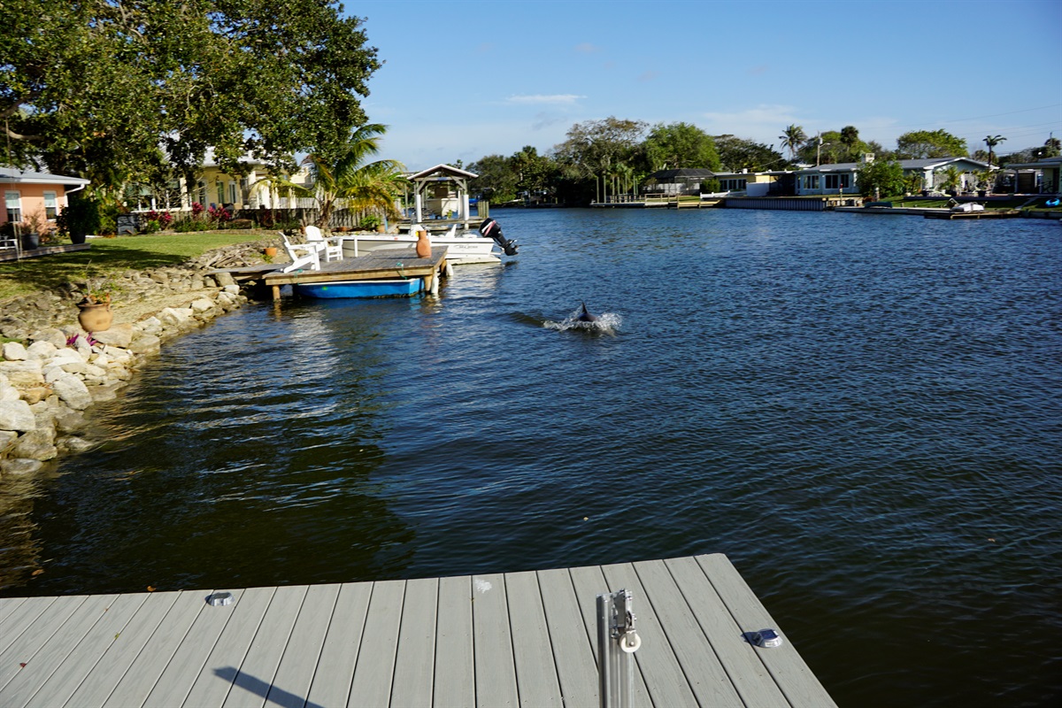 Dolphin swimming by in the canal - dolphin and manatee are frequently seen