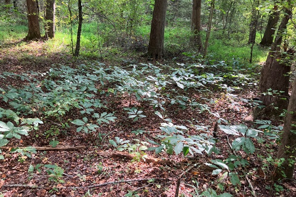 Pawpaw stand in the nearby forest.