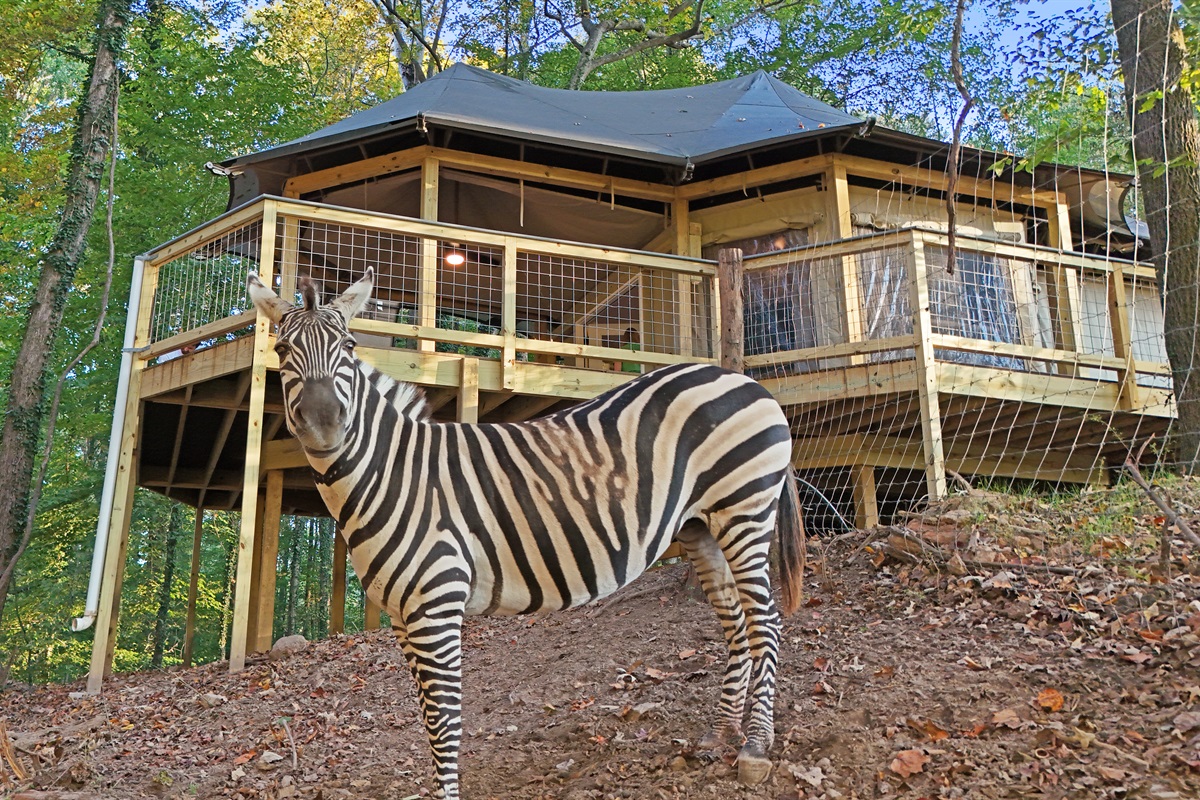 Experience a one-of-a-kind wildlife adventure, meet and feed a friendly zebra right at your tent!