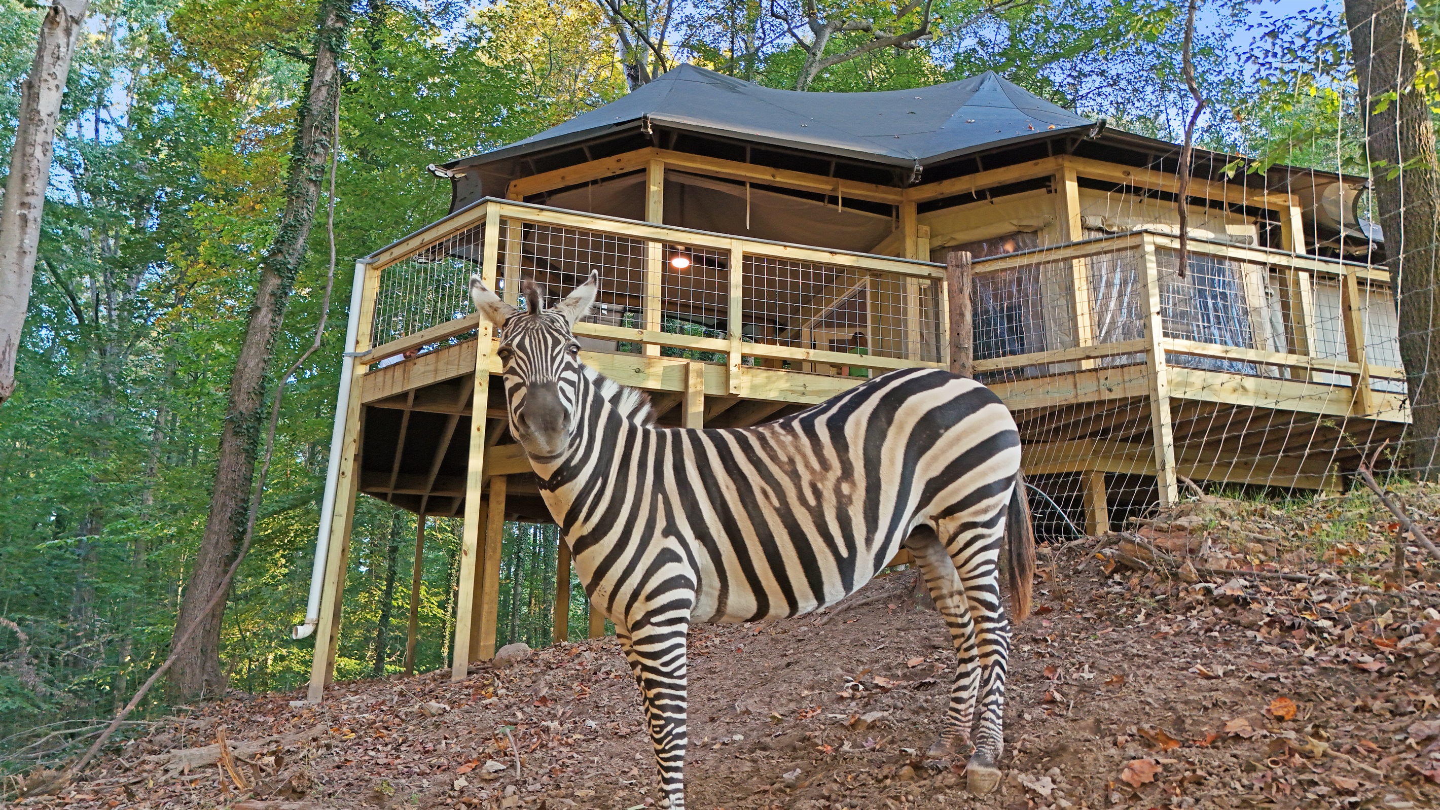 Experience a one-of-a-kind wildlife adventure, meet and feed a friendly zebra right at your tent!
