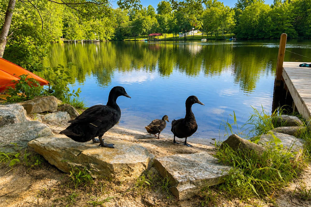Pet Ducks at the private beach