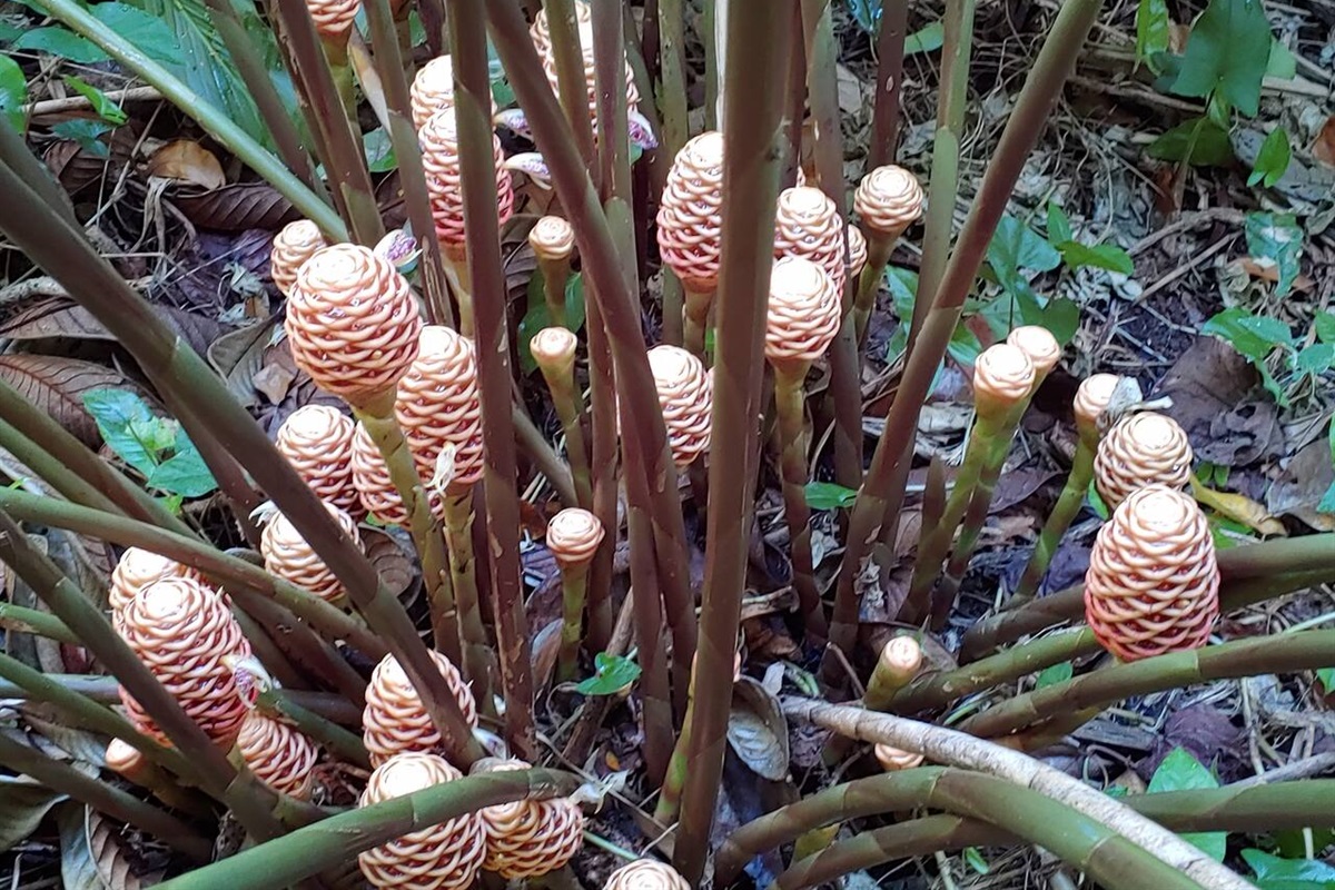 Torch ginger in bloom