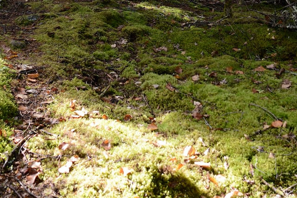 The blue blaze marks the trail through the woods to our magnificant swimming hole.
