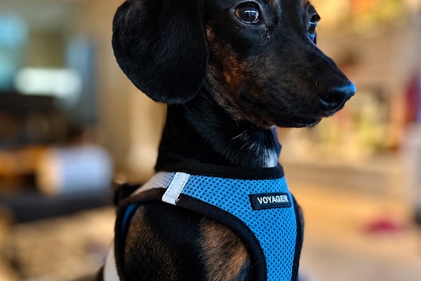 Meet Chet ❤️ — the owner’s adorable pup!