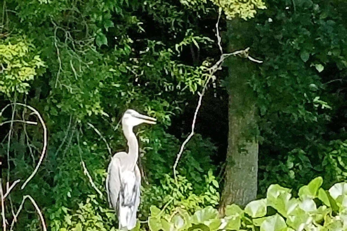 The Waterbury Way - Pelicans