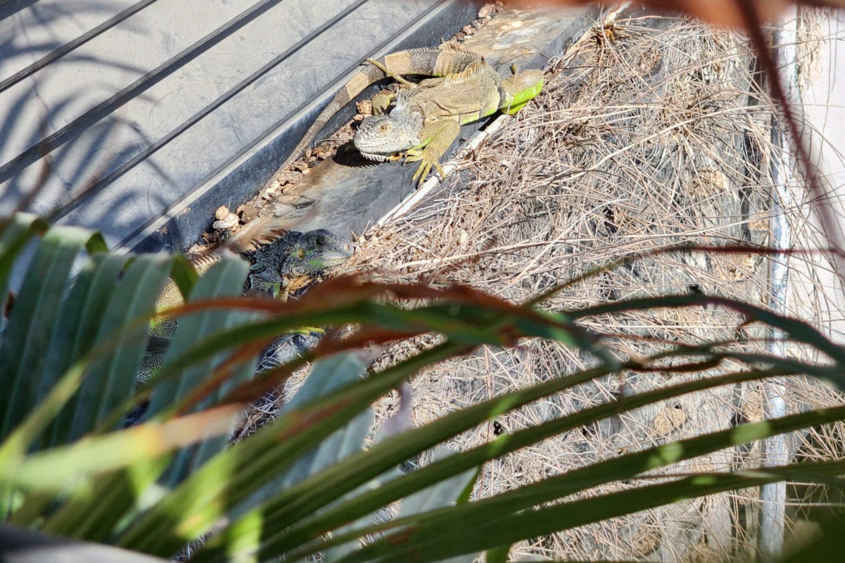 Iguanas