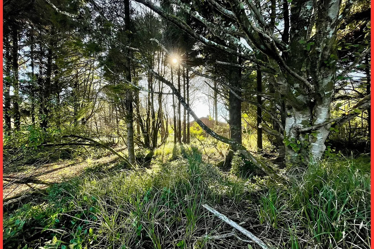 Nestled among the towering evergreens of the Washington coast — peace, privacy and the surf just minutes away.